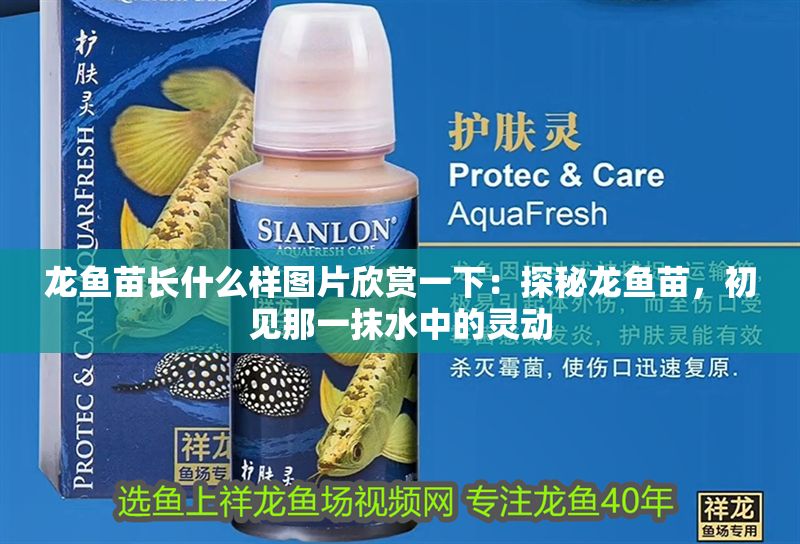 龍魚苗長什么樣圖片欣賞一下：探秘龍魚苗，初見那一抹水中的靈動
