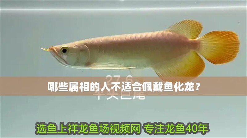 哪些屬相的人不適合佩戴魚化龍？