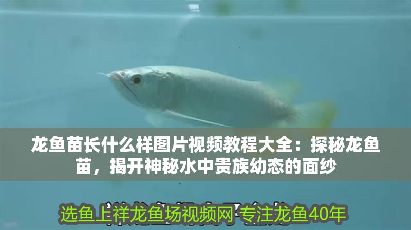 龍魚苗長什么樣圖片視頻教程大全：探秘龍魚苗，揭開神秘水中貴族幼態的面紗
