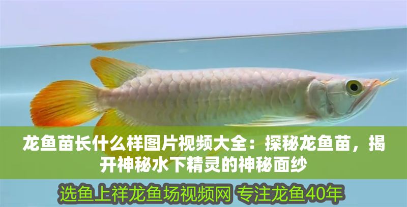 龍魚苗長什么樣圖片視頻大全：探秘龍魚苗，揭開神秘水下精靈的神秘面紗