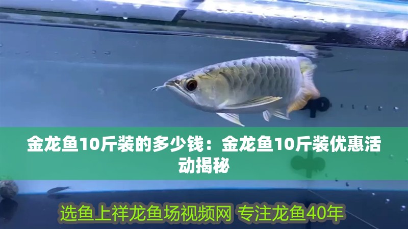 金龍魚10斤裝的多少錢：金龍魚10斤裝優(yōu)惠活動揭秘