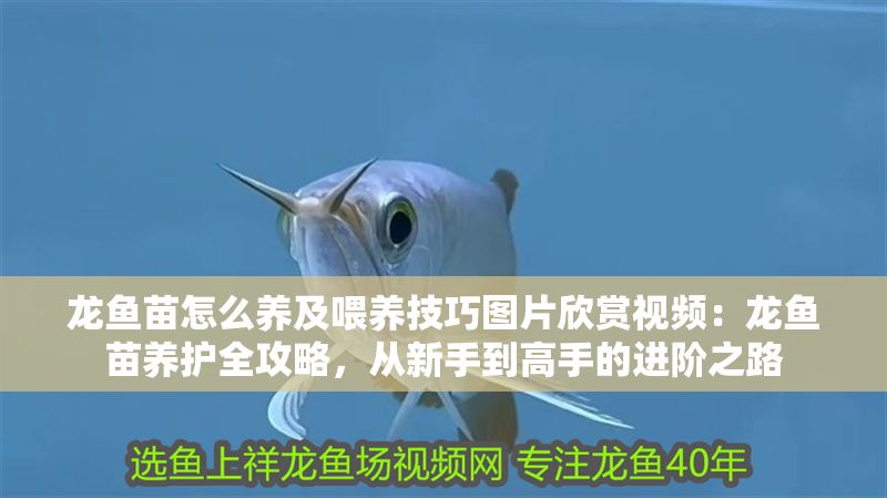龍魚苗怎么養及喂養技巧圖片欣賞視頻：龍魚苗養護全攻略，從新手到高手的進階之路
