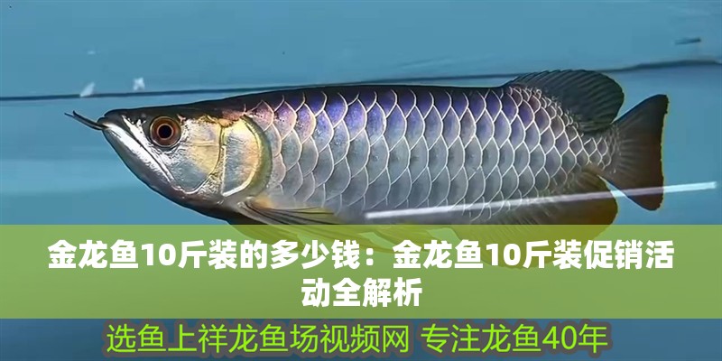金龍魚(yú)10斤裝的多少錢(qián)：金龍魚(yú)10斤裝促銷(xiāo)活動(dòng)全解析