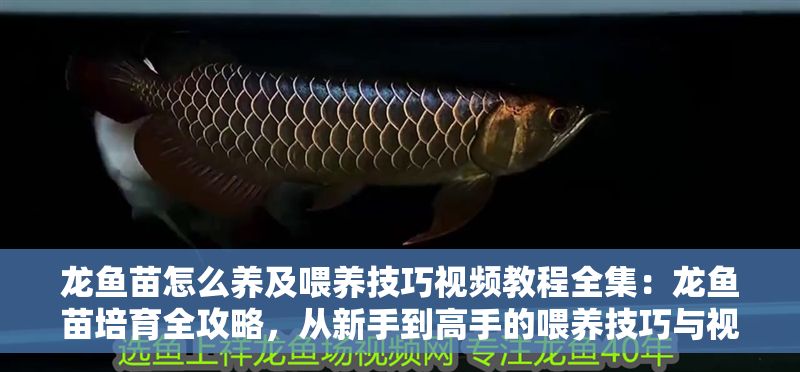 龍魚苗怎么養及喂養技巧視頻教程全集：龍魚苗培育全攻略，從新手到高手的喂養技巧與視頻教程指南 龍魚苗怎么養及喂養技巧視頻教程全集：龍魚苗培育全攻略，從新手到高手的喂養技巧與視頻教程指南 龍魚百科 第1張