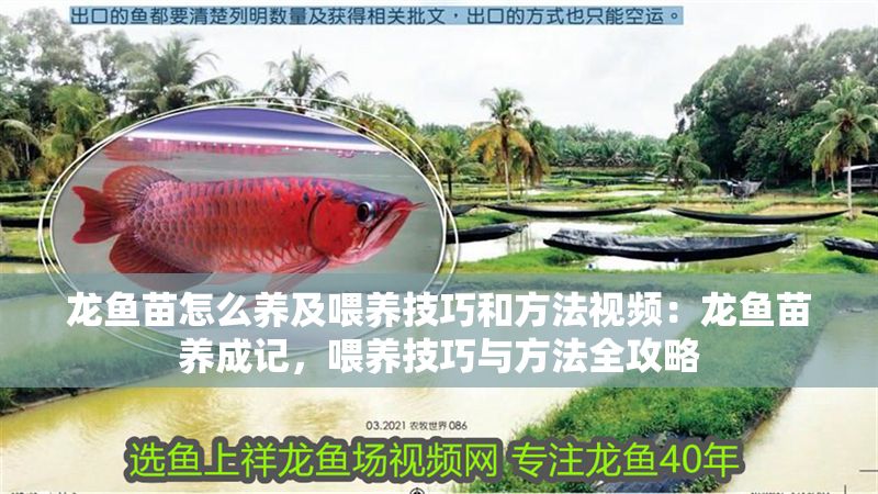 龍魚苗怎么養及喂養技巧和方法視頻：龍魚苗養成記，喂養技巧與方法全攻略