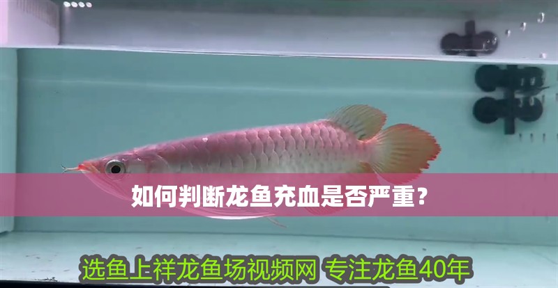 如何判斷龍魚充血是否嚴重？