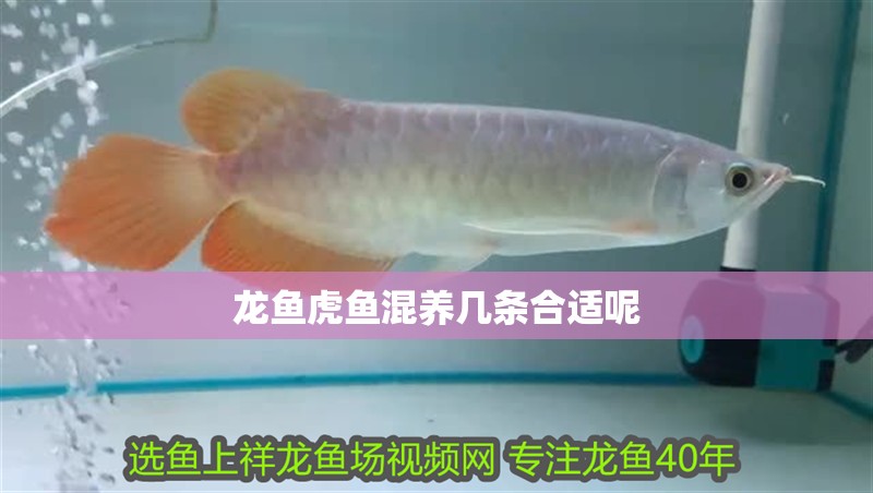 龍魚虎魚混養(yǎng)幾條合適呢