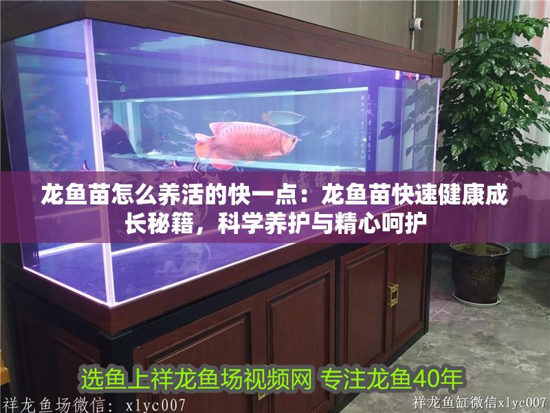 龍魚苗怎么養(yǎng)活的快一點：龍魚苗快速健康成長秘籍，科學(xué)養(yǎng)護與精心呵護