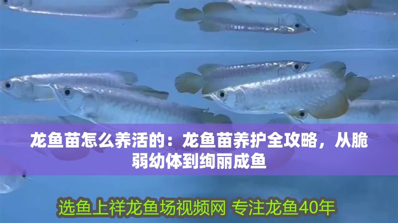 龍魚苗怎么養(yǎng)活的：龍魚苗養(yǎng)護(hù)全攻略，從脆弱幼體到絢麗成魚