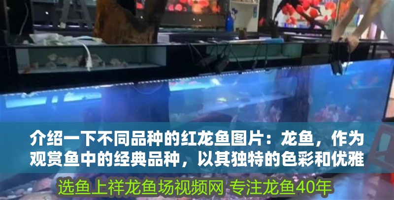 介紹一下不同品種的紅龍魚圖片：龍魚，作為觀賞魚中的經典品種，以其獨特的色彩和優(yōu)雅的姿態(tài)贏得了眾多水族愛好者的青睞。它們不僅美麗動人，還擁有豐富的種類和不同的養(yǎng)殖需求，是魚類養(yǎng)殖中的一道亮麗風景線