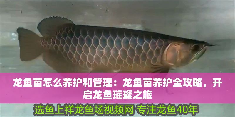 龍魚苗怎么養護和管理：龍魚苗養護全攻略，開啟龍魚璀璨之旅