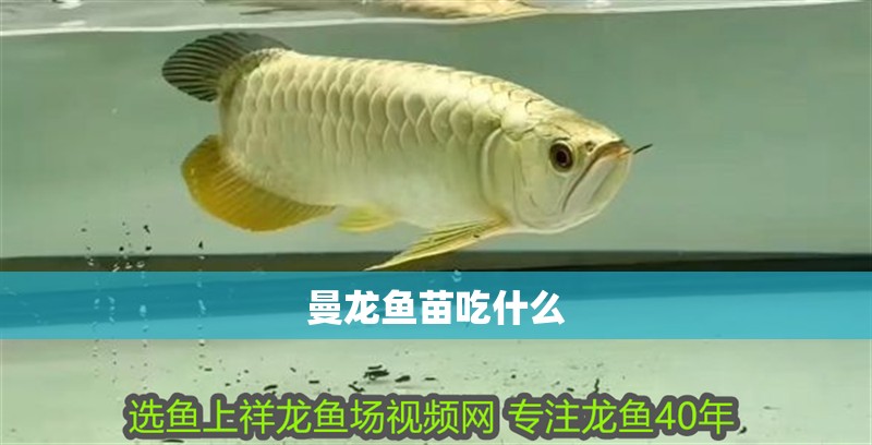 紅金龍魚什么品種最好養活的：珍珠鱗金龍魚和過背金龍魚的選購指南，紅尾金龍魚的選購指南