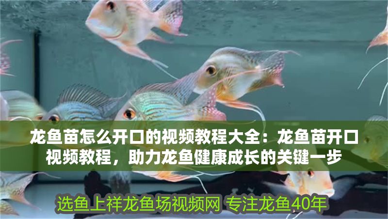 龍魚苗怎么開口的視頻教程大全：龍魚苗開口視頻教程，助力龍魚健康成長的關(guān)鍵一步