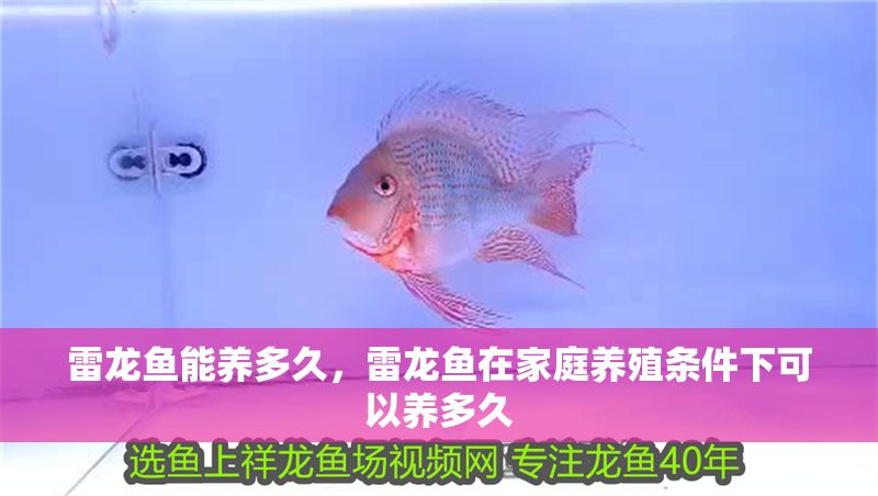 雷龍魚能養(yǎng)多久，雷龍魚在家庭養(yǎng)殖條件下可以養(yǎng)多久
