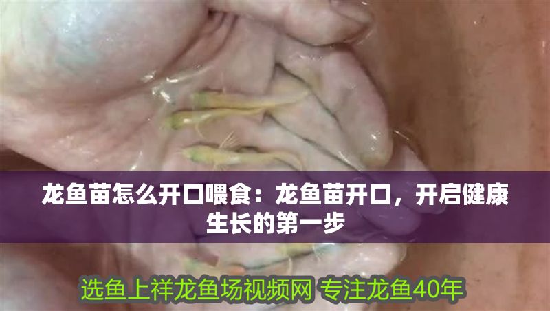 龍魚苗怎么開口喂食：龍魚苗開口，開啟健康生長的第一步
