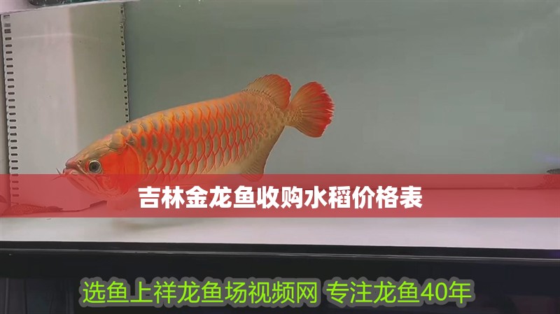 吉林金龍魚收購水稻價格表