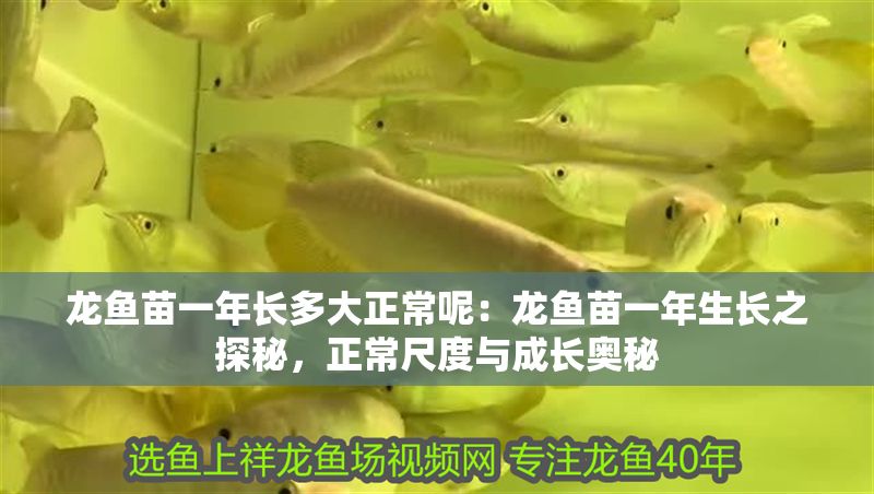 龍魚苗一年長多大正常呢：龍魚苗一年生長之探秘，正常尺度與成長奧秘