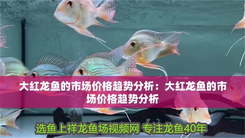 大紅龍魚的市場價格趨勢分析：大紅龍魚的市場價格趨勢分析