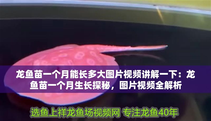 龍魚苗一個月能長多大圖片視頻講解一下：龍魚苗一個月生長探秘，圖片視頻全解析