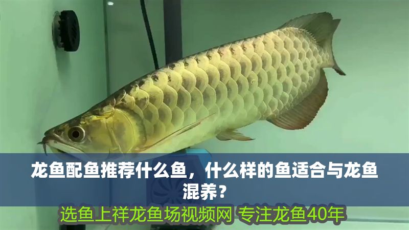 龍魚配魚推薦什么魚，什么樣的魚適合與龍魚混養？