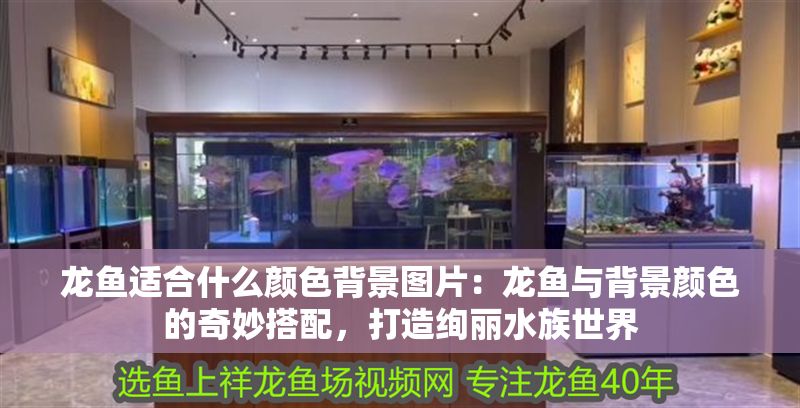 龍魚適合什么顏色背景圖片：龍魚與背景顏色的奇妙搭配，打造絢麗水族世界