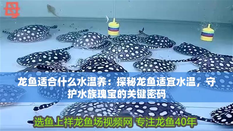 龍魚適合什么水溫養：探秘龍魚適宜水溫，守護水族瑰寶的關鍵密碼