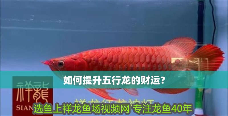 龍魚虎魚吃什么好一點呢