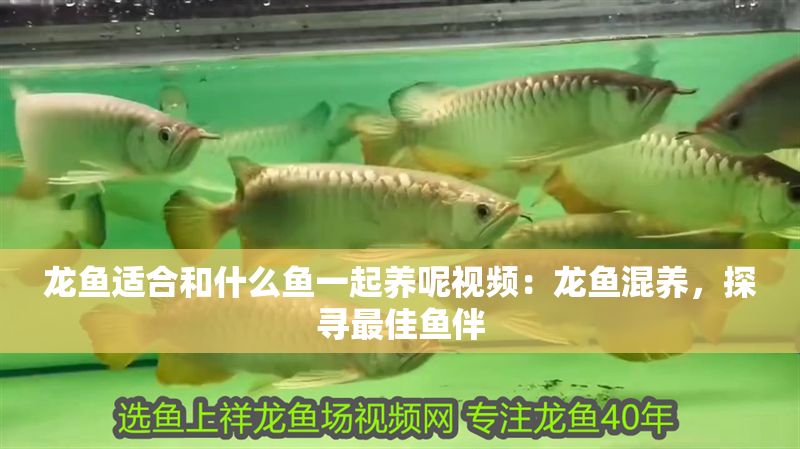龍魚適合和什么魚一起養(yǎng)呢視頻：龍魚混養(yǎng)，探尋最佳魚伴