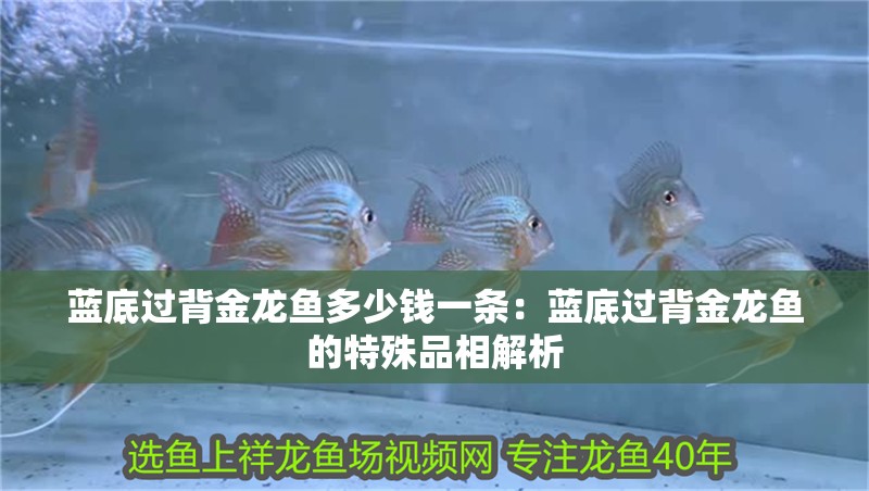 藍底過背金龍魚多少錢一條：藍底過背金龍魚的特殊品相解析