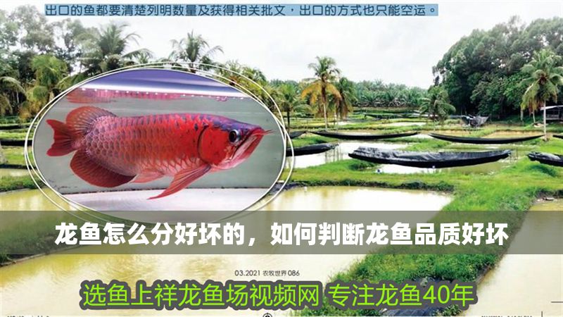 龍魚怎么分好壞的，如何判斷龍魚品質(zhì)好壞