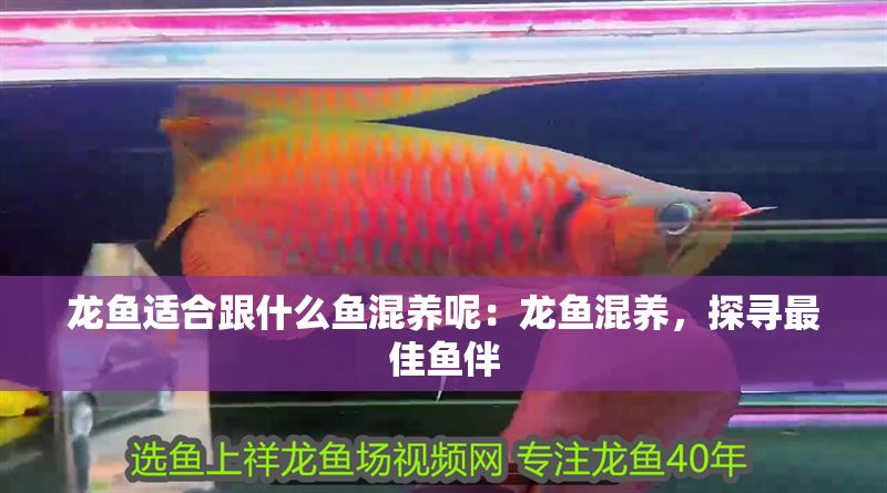 龍魚適合跟什么魚混養(yǎng)呢：龍魚混養(yǎng)，探尋最佳魚伴