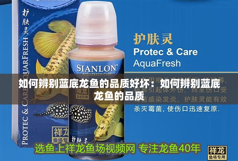 深海龍魚介紹圖