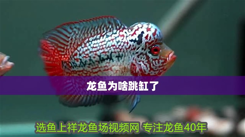 龍魚為啥跳缸了