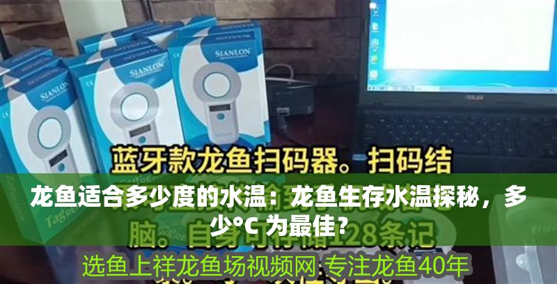 龍魚適合多少度的水溫：龍魚生存水溫探秘，多少°C 為最佳？
