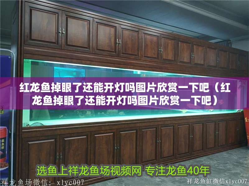 紅龍魚掉眼了還能開燈嗎圖片欣賞一下吧（紅龍魚掉眼了還能開燈嗎圖片欣賞一下吧）