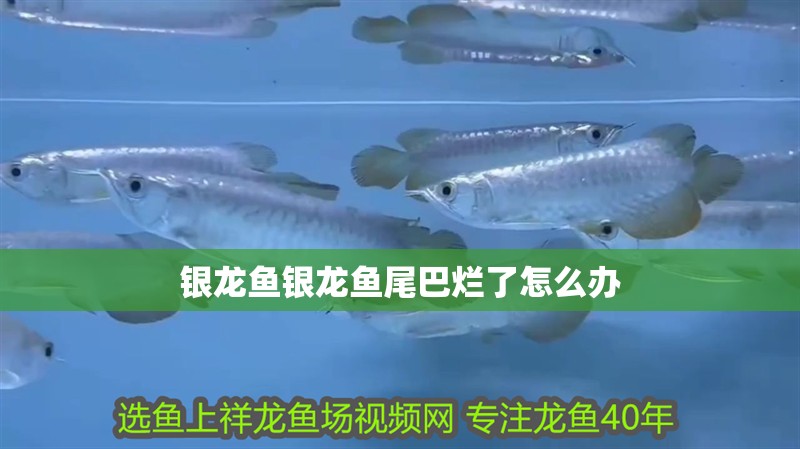銀龍魚銀龍魚尾巴爛了怎么辦