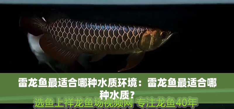 雷龍魚最適合哪種水質環境：雷龍魚最適合哪種水質？