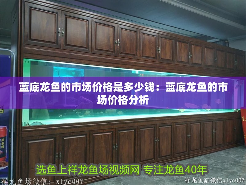 藍底龍魚的市場價格是多少錢：藍底龍魚的市場價格分析
