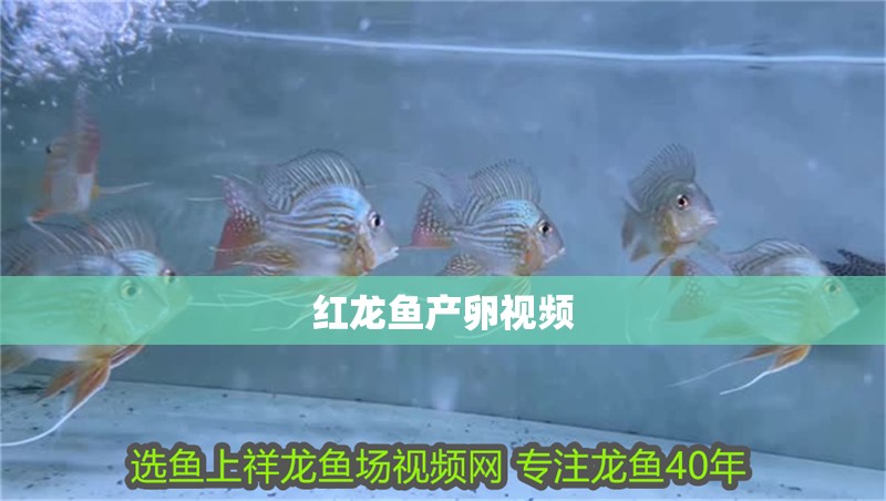 紅龍魚產卵視頻