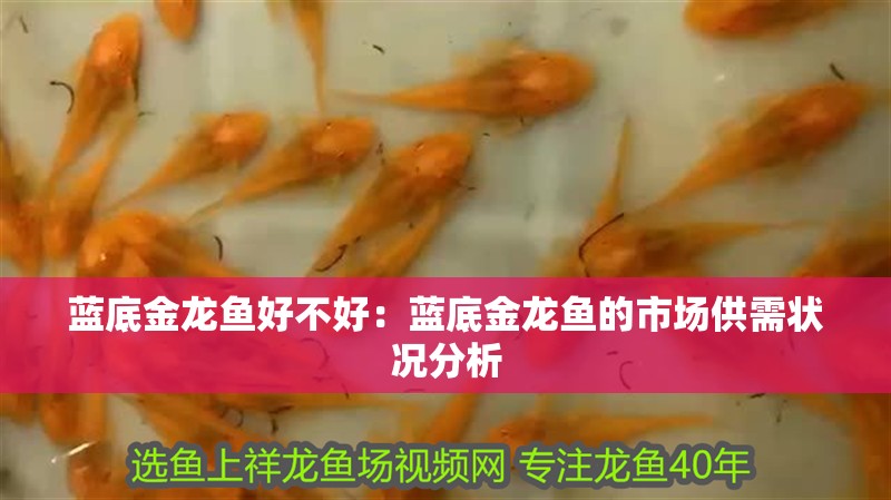 藍(lán)底金龍魚好不好：藍(lán)底金龍魚的市場(chǎng)供需狀況分析