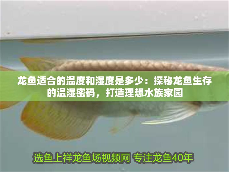 龍魚適合的溫度和濕度是多少：探秘龍魚生存的溫濕密碼，打造理想水族家園