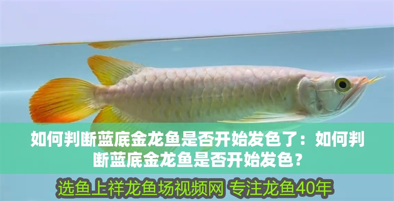 如何判斷藍(lán)底金龍魚是否開始發(fā)色了：如何判斷藍(lán)底金龍魚是否開始發(fā)色？