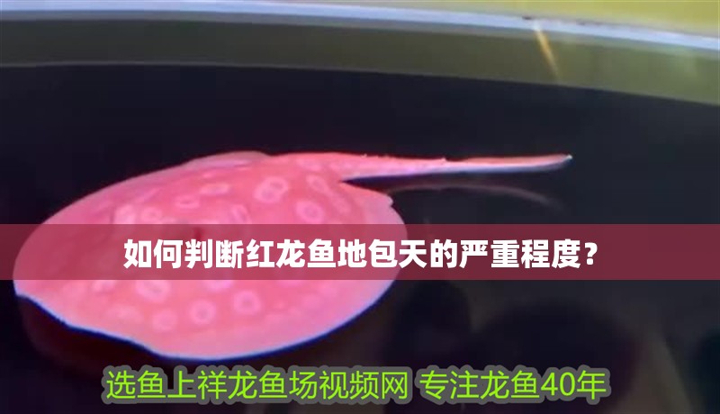 如何判斷紅龍魚地包天的嚴重程度？