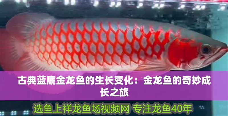 魚缸過濾器選購指南:自制魚缸過濾器魚缸上置過濾器對于養(yǎng)魚愛好者的必備知識 古典藍(lán)底金龍魚的生長變化:金龍魚的奇妙成長之旅 水族問答 古典藍(lán)底金龍魚的生長變化:金龍魚的奇妙成長之旅 古典藍(lán)底金龍魚的生長變化:金龍魚的奇妙成長之旅 水族問答