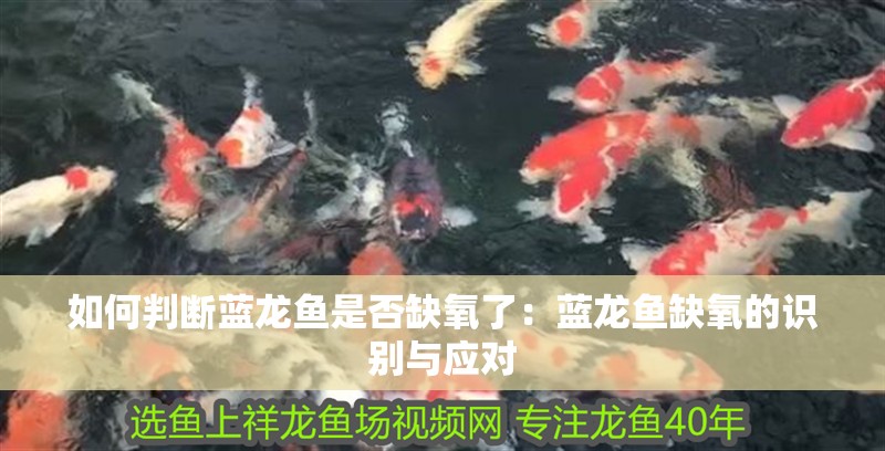 如何判斷藍龍魚是否缺氧了：藍龍魚缺氧的識別與應對