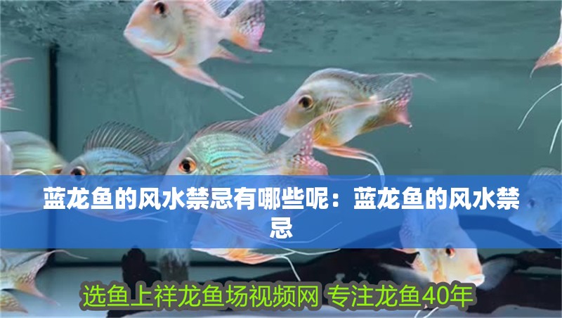 藍龍魚的風水禁忌有哪些呢：藍龍魚的風水禁忌