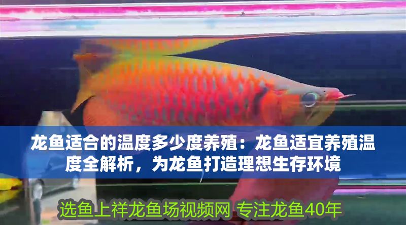 龍魚適合的溫度多少度養殖：龍魚適宜養殖溫度全解析，為龍魚打造理想生存環境