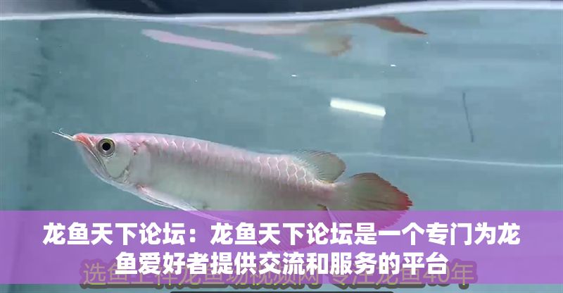 龍魚天下論壇：龍魚天下論壇是一個(gè)專門為龍魚愛好者提供交流和服務(wù)的平臺(tái)