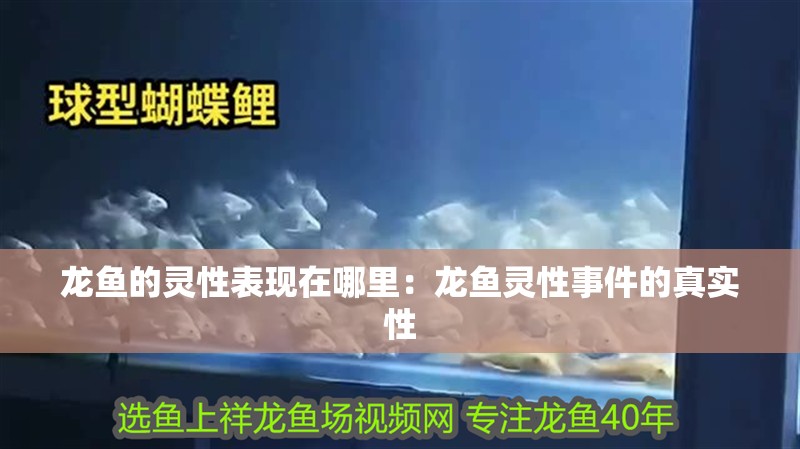 龍魚的靈性表現在哪里：龍魚靈性事件的真實性