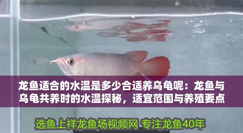 龍魚適合的水溫是多少合適養(yǎng)烏龜呢：龍魚與烏龜共養(yǎng)時(shí)的水溫探秘，適宜范圍與養(yǎng)殖要點(diǎn)